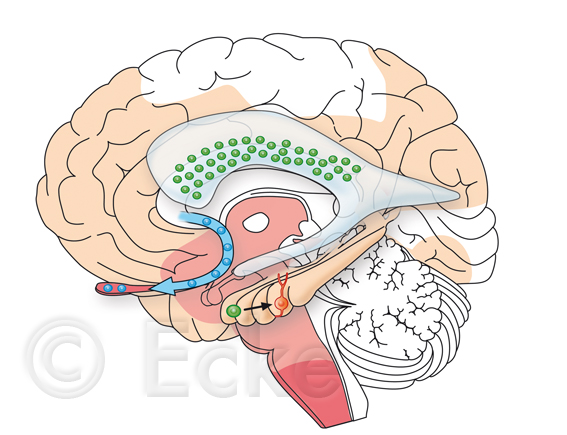 Neurogenesis Parkinson Braak Stage 1-5